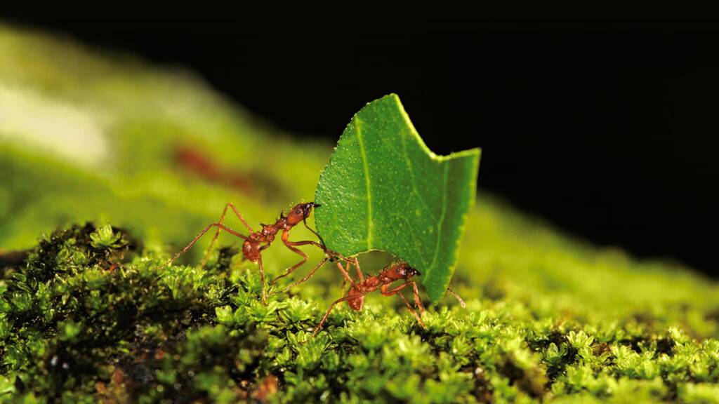 Learn to live from Ants