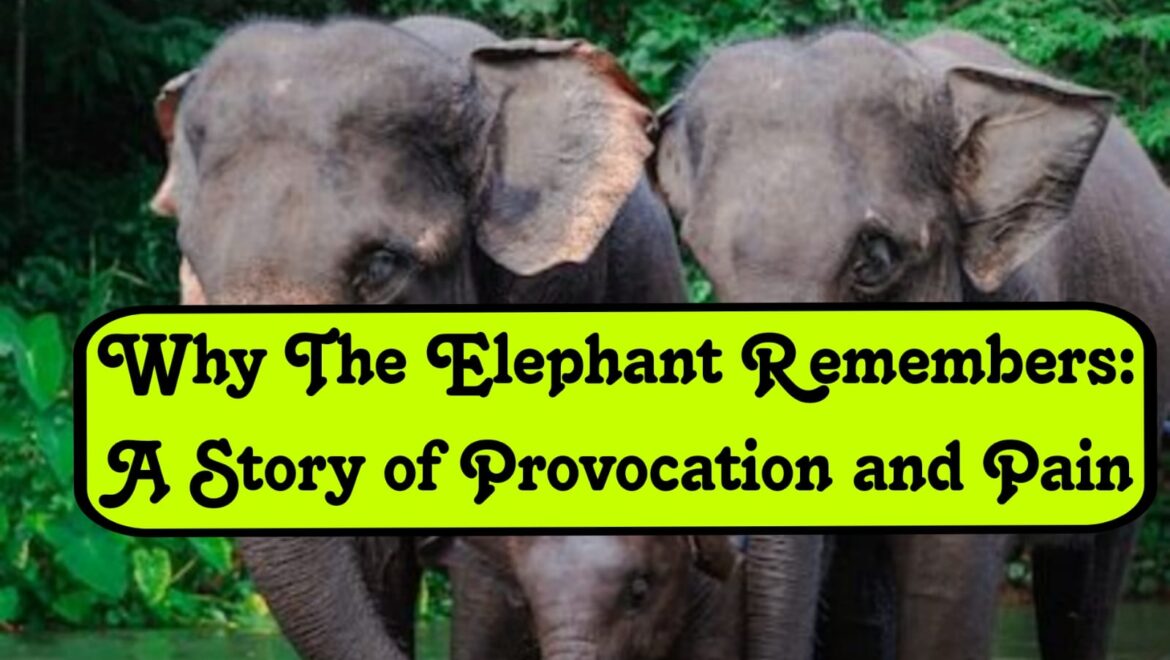 Why The Elephant Remembers: A Story of Provocation and Pain